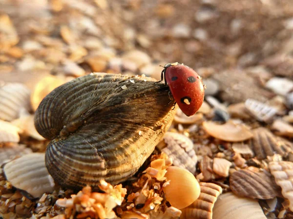Ladybug Crawls Seashell Beach Rays Setting Sun — Stock Photo, Image