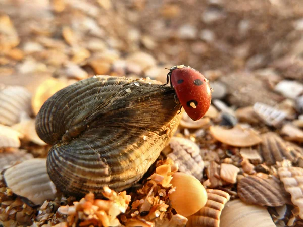 Una Mariquita Arrastra Una Concha Mar Playa Bajo Los Rayos — Foto de Stock