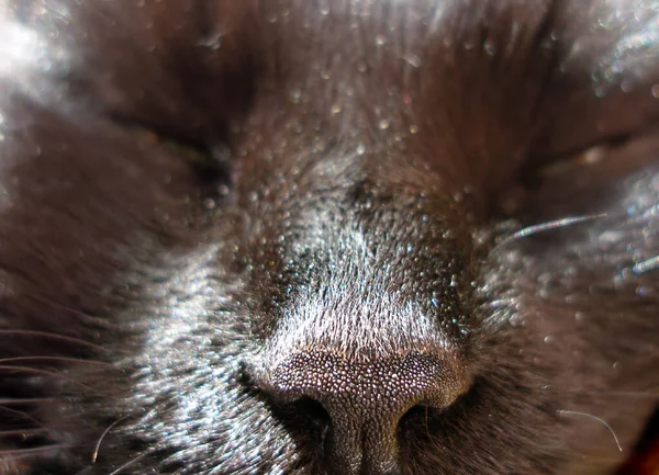 Zbliżenie Nosa Czarnego Kota — Zdjęcie stockowe