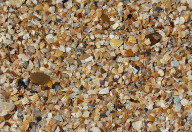 Kıyıdaki deniz kabuklarının enkazı