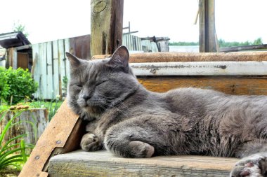 Gri mavi renkli kır kedisi Chartreux tahta basamaklarda yatıyor.