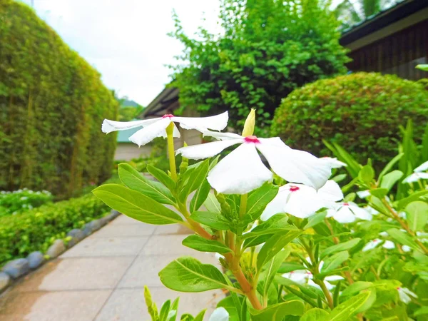 接近白色的花冠蔷薇花 也被称为花冠马达加斯加或菊花 热带花园 — 图库照片