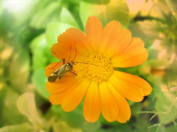 花弁に虫甲虫付きの野生のオレンジ色の花 — ストック写真