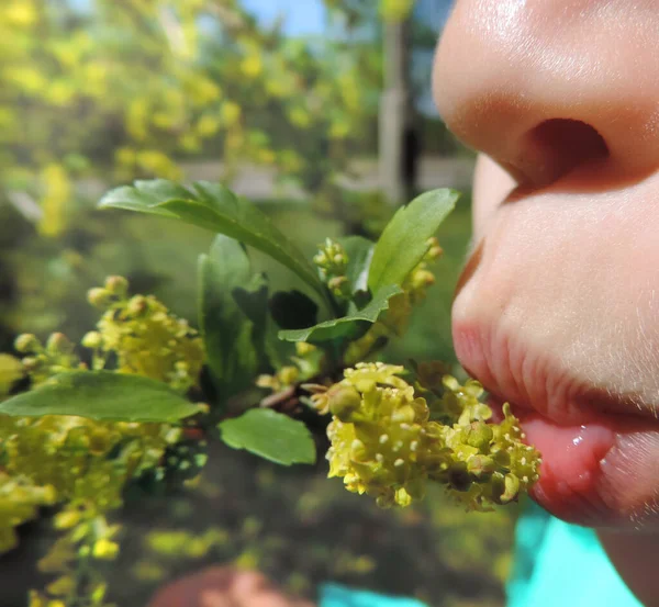 Pouting Lips Reaching Flowering Branch — Stock Photo, Image