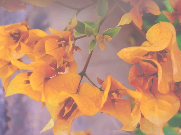 Желтый Оранжевый Тропический Bougainvillea Цветы Туманных Цветах Частичное Размытие Красивый — стоковое фото