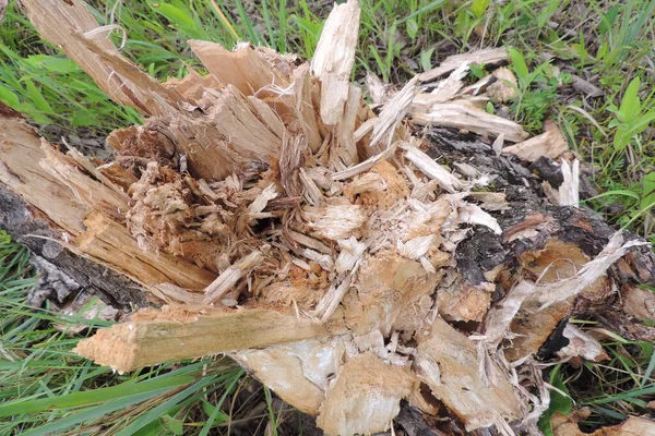 Σάπιο Δέντρο Κούτσουρο Έπεσε Κομμάτια — Φωτογραφία Αρχείου