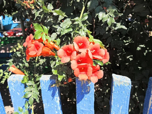 Цветы Красного Кампсиса Голубом Старом Потрепанном Заборе — стоковое фото