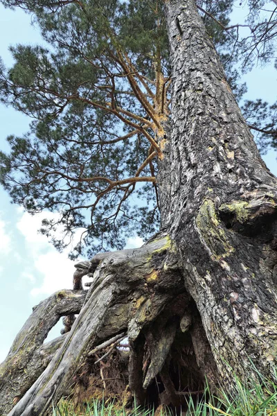 Dno Borovice Obrovskými Nahými Kořeny Svahu Kopce Hrana Lesa Sušené — Stock fotografie