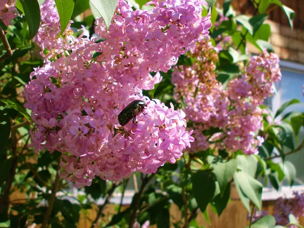 May Bug Flowering Branch Lilac — Stock Photo, Image