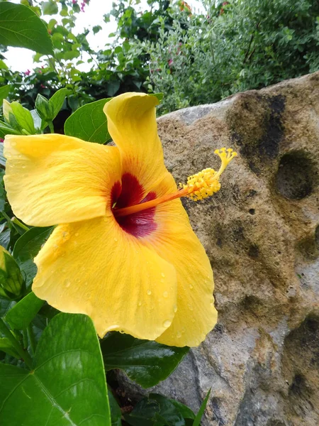 Gelbe Hibiskusblüte Tropischen Garten — Stockfoto