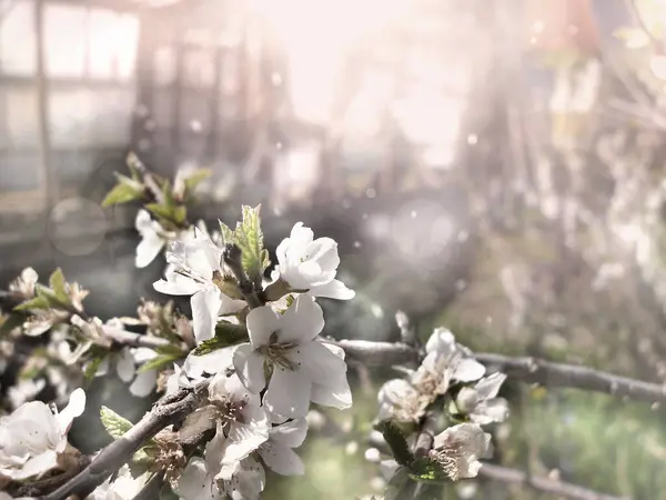 Valkoiset Kukat Huopakirsikka Prunus Tomentosa Tai Kiinalainen Kirsikka Haara Kukkiva — kuvapankkivalokuva