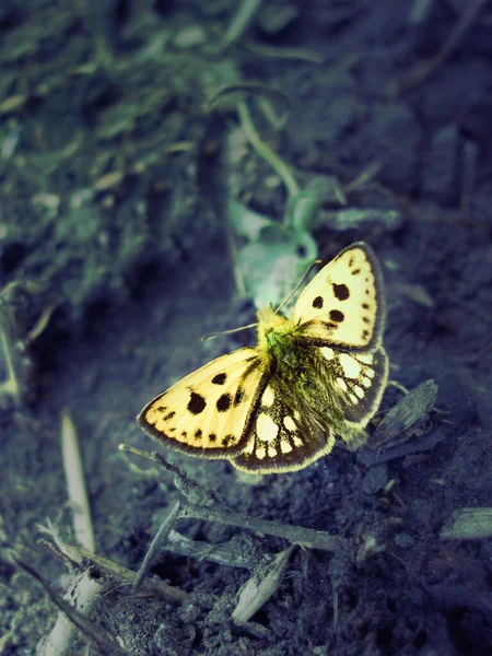 Motyl Północny Chequered Skipper Carterocephalus Silvicola Siedzi Glebie — Zdjęcie stockowe