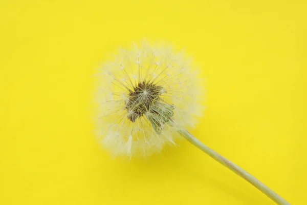 Close White Fluffy Dandelion Trendy Yellow Background Copy Space Text — Stock Photo, Image