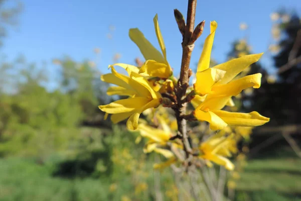 Arbusto Con Flores Amarillas Las Ramas — Foto de Stock