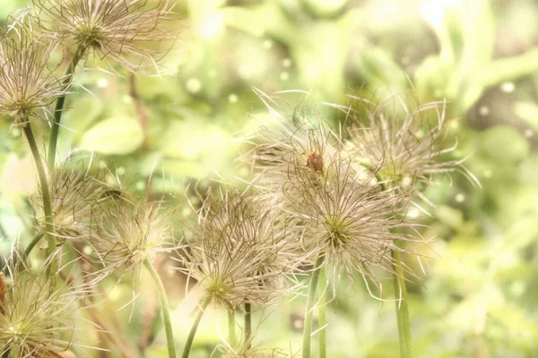 ソフトフォーカスのスノードロップ茎は退色種 太陽のまぶしさ 色合い 花の背景 ぼかし効果 — ストック写真