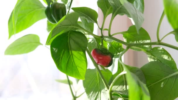 Hausgarten Baut Mini Paprika Glockengewächs Blumentopf Gemüsegarten Auf Fensterbank — Stockvideo