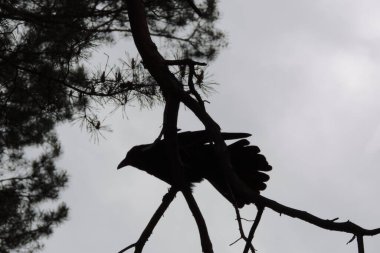 Fırtınalı gökyüzüne karşı bükülmüş dallar üzerinde karga kuşunun bulanık siyah silueti