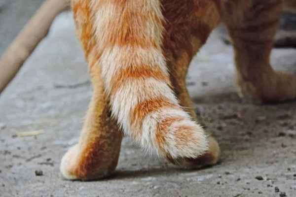 Cauda Gato Listrado Vermelho Patas Traseiras Banda Rodagem Leve — Fotografia de Stock