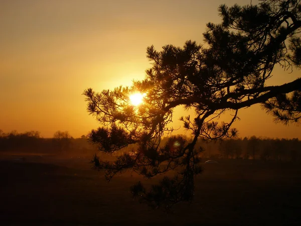 夕阳西下的群山中 枝条耸立在阳光的映衬下 平静了大自然的背景 — 图库照片