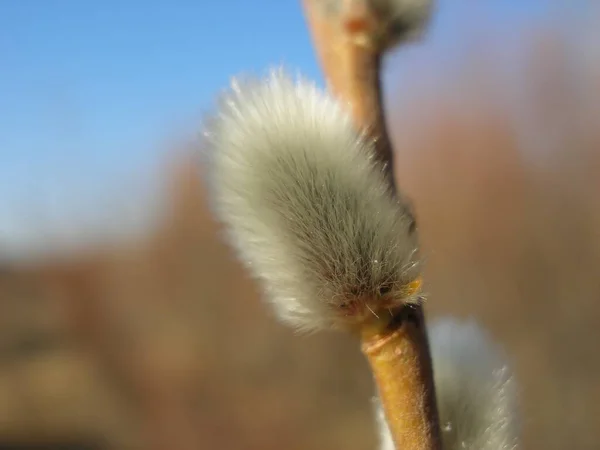 Close Pussy Willow Branches Background Spring Easter Pussy Willow Branches — Stock Fotó