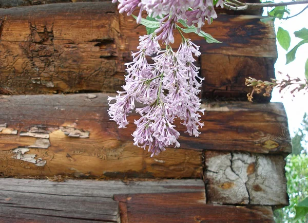 Lilac Branch Background Wooden Log House Rustic Style — Stock Photo, Image