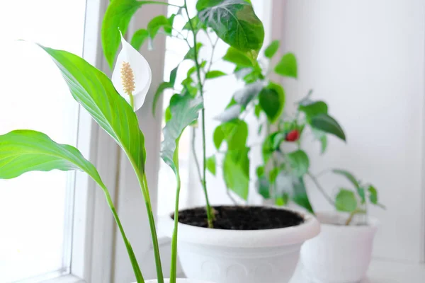 Spathiphyllum Powszechnie Znane Jako Spath Lub Pokojowe Lilie Rosnące Doniczce — Zdjęcie stockowe