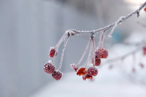 野苹果树白雪覆盖的枝干 果皮红且被鸟类咬伤 薄雾弥漫 因寒冷的空气而变得柔和 — 图库照片