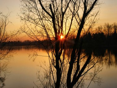 Nehir kenarındaki ormanda nefes kesici bir akşam. İlkbaharda çıplak ağaçlar ve gün batımında güneş. Kırsal alan