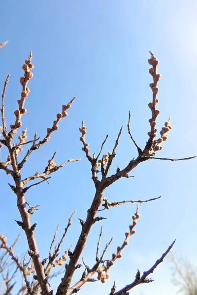 Dry Prickly Gnarled Branches Stretching Clear Spring Blue Sky — Stock Photo, Image