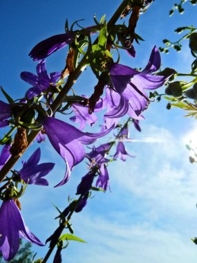 Yeşil bir sapın üzerinde mavi menekşe tonları olan çan çiçekleri. Parlak yaz güneşinde