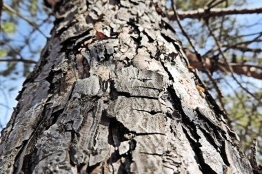 Bir çam ağacının kabuğu çok pürüzlü ve yapılıdır.