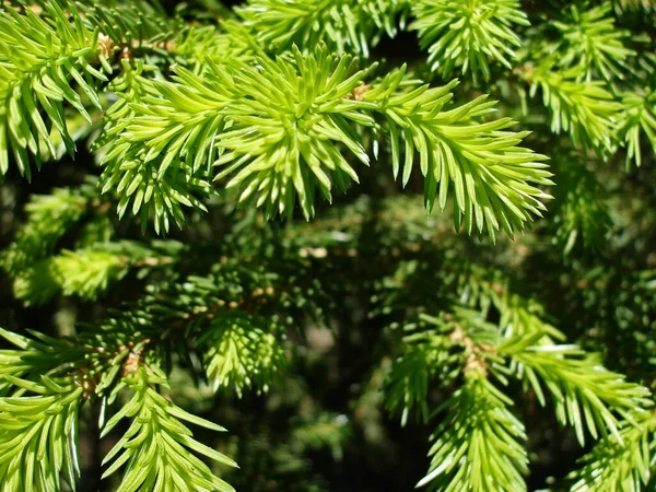 Closeup Photo Green Needle Spruce Tree Daylight Blurred Needles Background — Stock Photo, Image