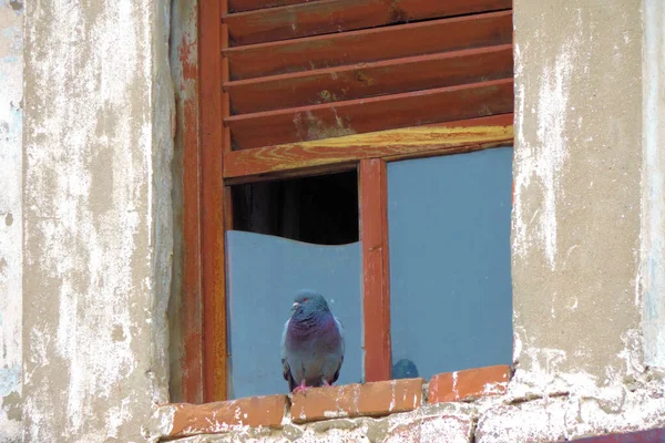 부서진 다락방 창문에 비둘기 로열티 프리 스톡 이미지