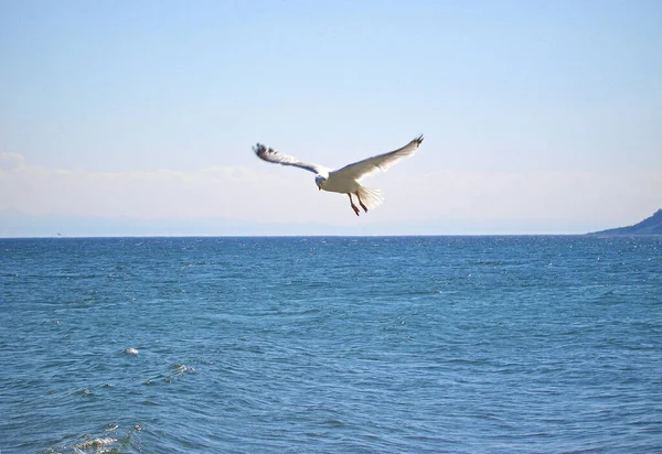 Seagull Bird Spreads Its Wings Flies Lake Baikal Looking Fish — Stock Photo, Image