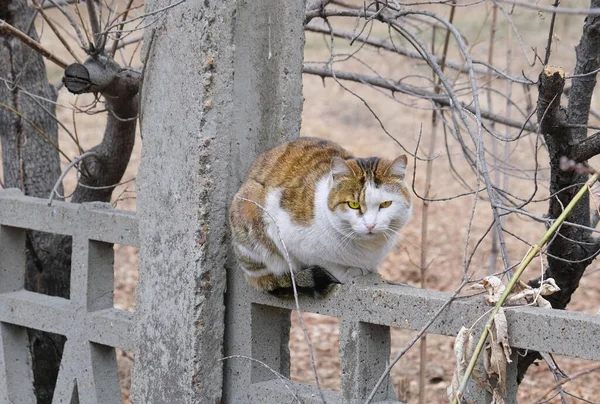 Straat Tabby Kat Zittend Hek — Stockfoto