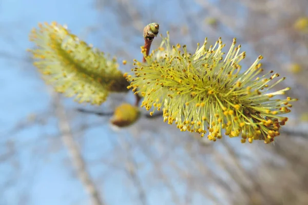 Close Pussy Willow Branches Background Spring Easter Pussy Willow Branches — Foto Stock