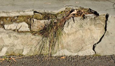 Eski beton duvarın yanında yeşil çimen çalıları ve sıva yüzeyinde pürüzlü çatlaklar var. Grunge duvarının ve taze doğal bitkilerin farklı dokuları. Yaşam konsepti