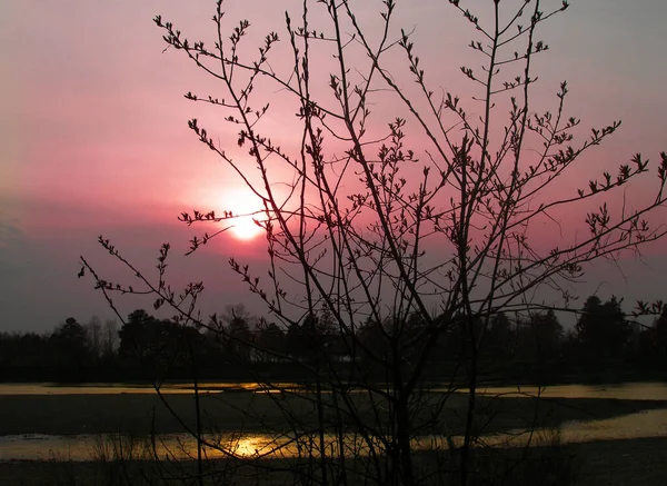 청동가리는 지거나 하늘을 뒤덮고 햇빛을 받는다 나뭇가지의 윤곽이 — 스톡 사진