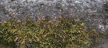 arkaplan dokusu: yosun veya yosun ile kaplı eski beton levhanın yüzeyi