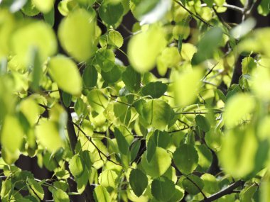 Bulanık bahar doğa manzarası, arka planda doğal yeşil bitki manzarası, ekoloji, duvar kağıdı konseptini kullanarak arka planda fotokopi alanı olan yeşil arkaplan. Sabah ışığı