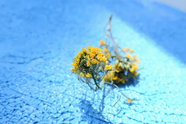 Flores Silvestres Amarelas Secas Fundo Azul Texturizado — Fotografia de Stock