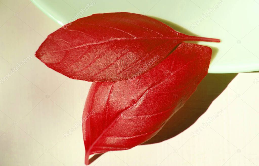 basil leaves painted in burgundy red color on a plate          