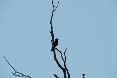 Gökyüzüne karşı eğri büğrü dallar üzerinde bir karga kuşunun siyah silueti