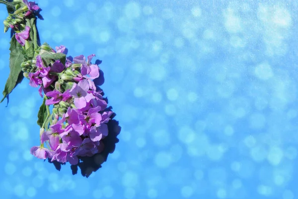 Bordure Été Avec Des Fleurs Prairie Sur Fond Bleu Été — Photo