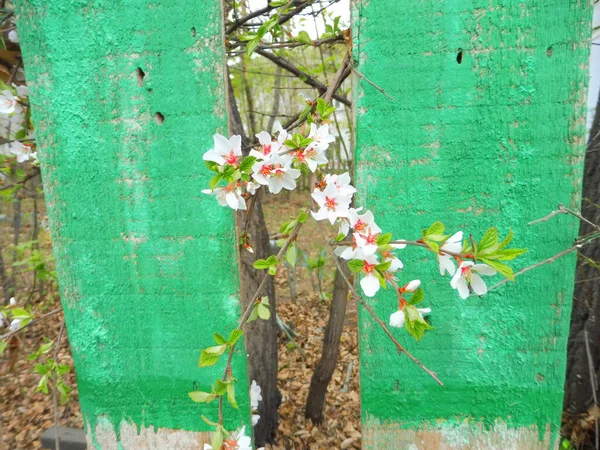 Primavera Floração Jardim Cereja Aldeia Verde Cerca Madeira Fundo Primavera — Fotografia de Stock