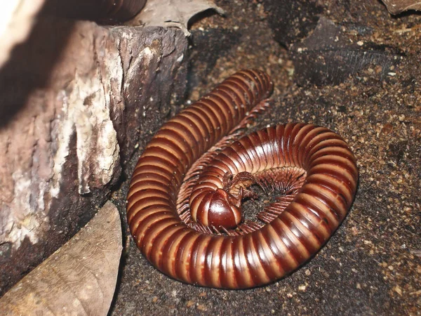Scolopendra Insevied Ground — стоковое фото