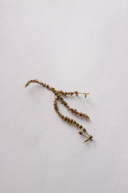 Kurutulmuş kekik, çaya harika bir katkı.