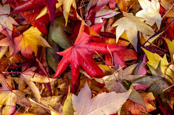 Bonito Colorido Padrão Outono Sazonal Padrão Colorido Vibrante Folhas Bordo — Fotografia de Stock