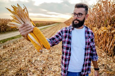  Mısır tarlasında elinde mısır koçanıyla dikilen çiftçi gün batımından önce mahsulü teftiş ediyor. Önden bak ve mısır koçanlarına odaklan..