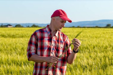Çiftçi ya da tarımcı buğday tarlasında dikilip ürün kalitesini inceliyor. Tarım işçisi buğday kamışını kontrol ediyor..